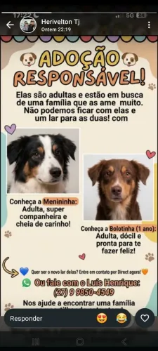 Cachorro pra adoção responsável