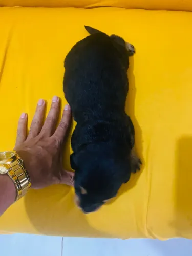 Rottweiler