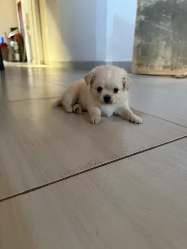 Chihuahua para venda