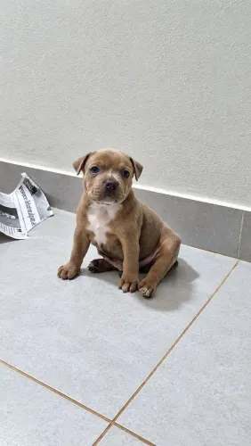 Filhotes de stafforshire bull terrier
