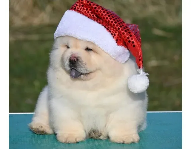 Filhotes de Chow Chow | Filhote meigo e pronto para receber carinho.