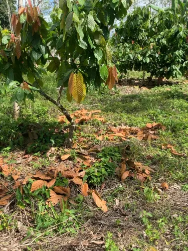 ROÇA 3 HECTARES - CACAU / CERINGUEIRA / BANANEIRA