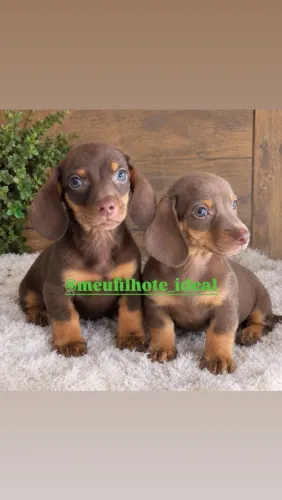 Basset Dachshund chocolate