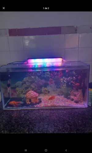 Aquario 100 litros 