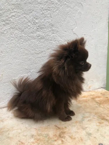 Casal Spitz/Lulu da Pomerania