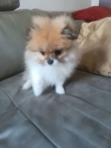 Lulu da palmeira
