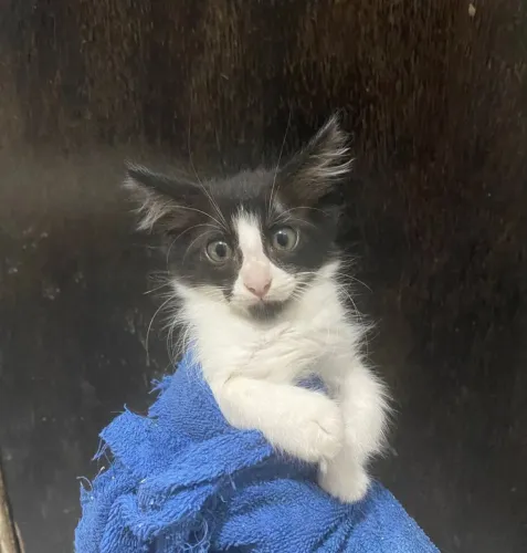 Gatinho Macho Filhote para Adoção Responsável <br>