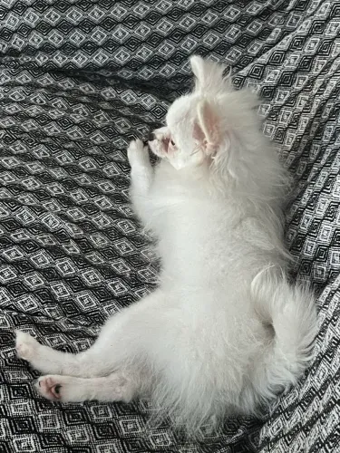 Spitz alemão