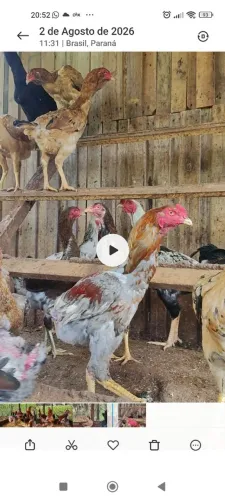 Frangos e frangas índio gigante, mestiços e caipiras