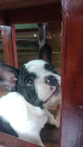 Buldogue Francês Macho