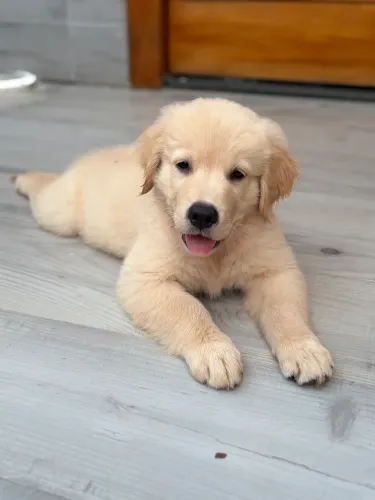 Golden Retriever
