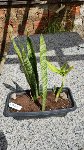 Plantas prosperidade 