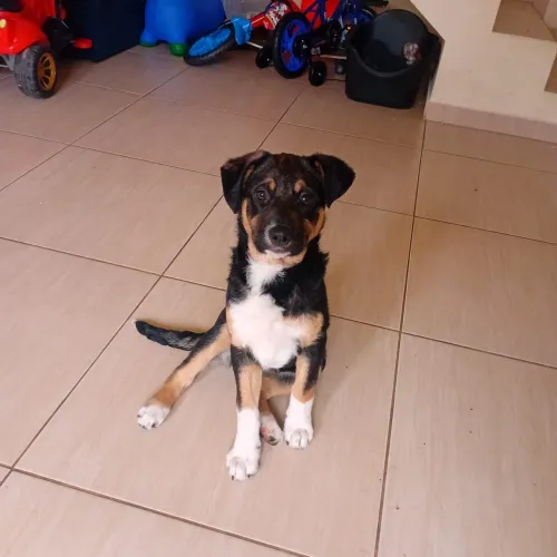 CACHORRA FÊMEA - DOAÇÃO