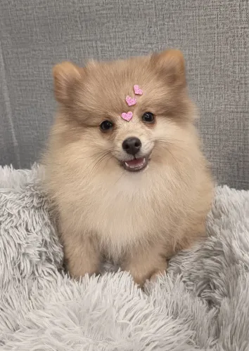 Lulu da Pomerania