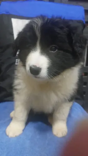 Filhotes de Border collie