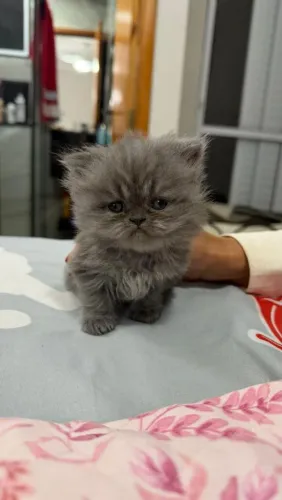 Gato persa legítimo filhote