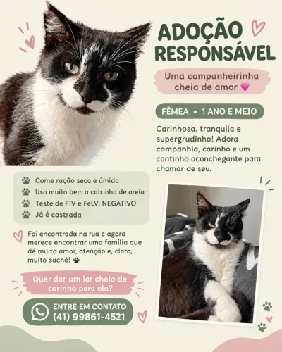 Adoção responsável de gatinha