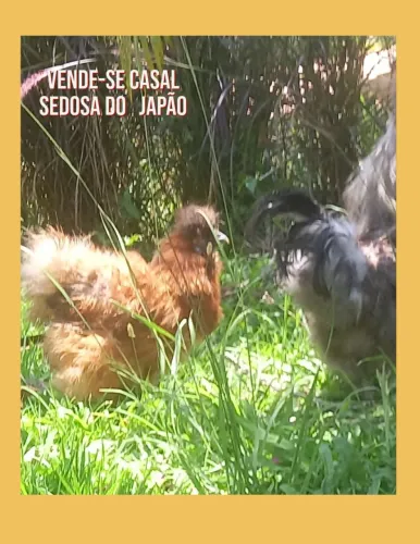 Casal de Sedosa do Japão - Super Dóceis (Ideais para Crianças)