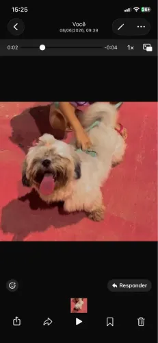 Cachorra shitzu pura