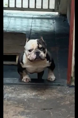 Cobertura American bully 