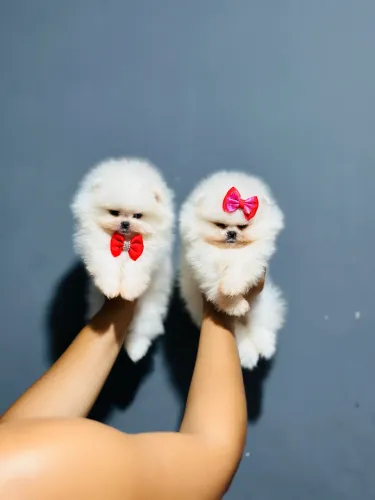 Lulu da pomerania em São Paulo