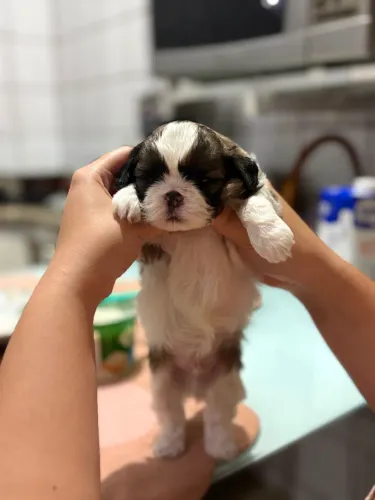 Filhote de Shih-Tzu (raça pura)