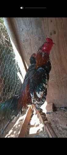Galo indio pintado e um frango cinza