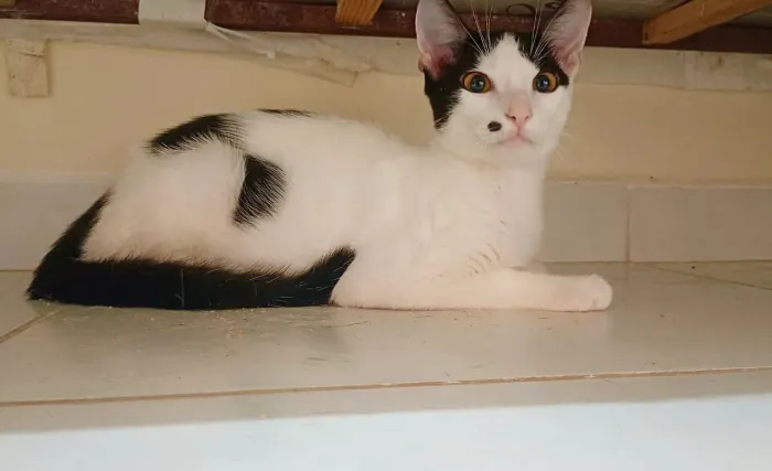 Gatinhas castradas p/ adoção responsável!
