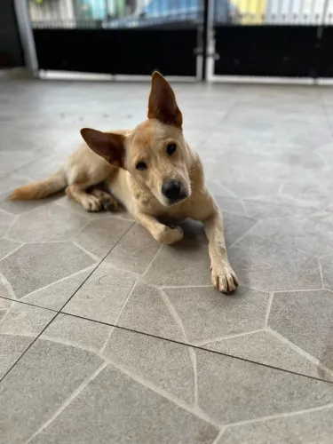 Adoção de linda cadela SDR