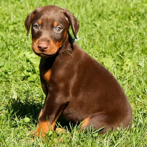6 Filhotes de Doberman - nasceram 04/07