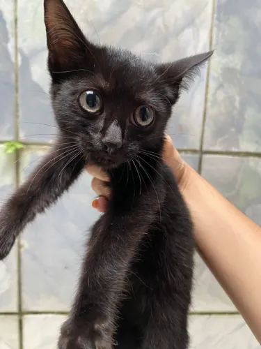 Gato Filhote para Adoção