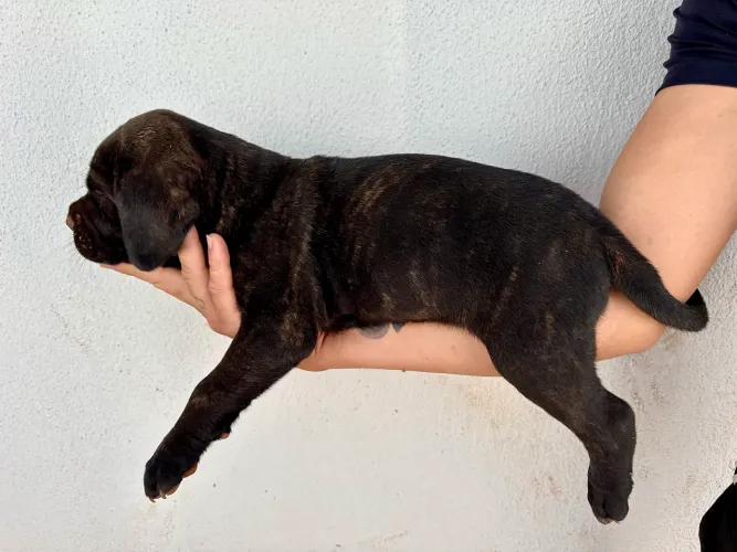 Filhote de Cane Corso