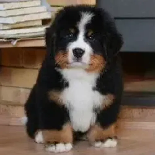 Bernese Mountain Dog,Bernese Mountain Dog Filhote Disponível Entrega Facilitada