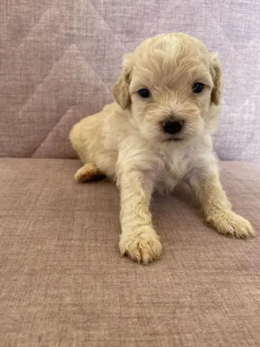 Filhotes de poodle micro toy