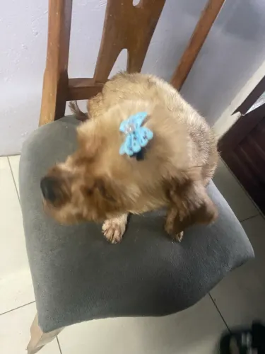 Doa se shitzu fêmea e macho yorkshire com shitzu 
