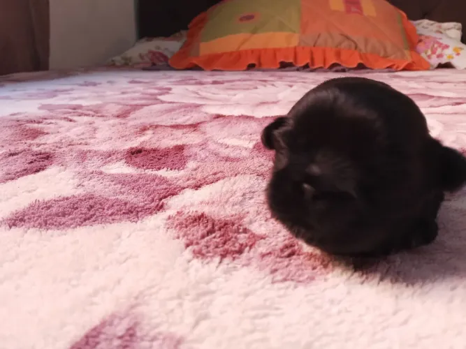 Shitzu preto