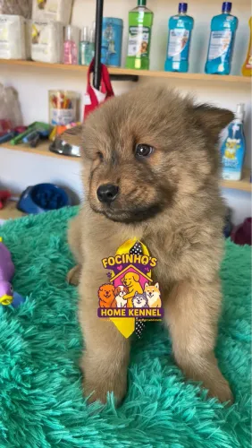Chow chow macho