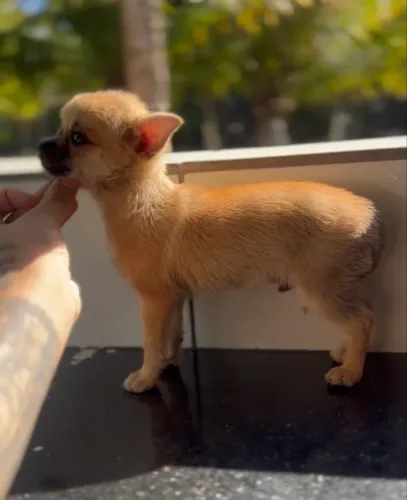 Chihuahua Macho com pedigree 