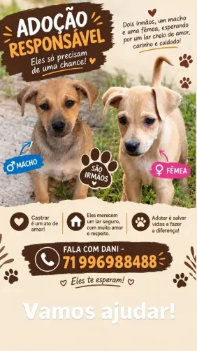 Cachorrinhos para adoção