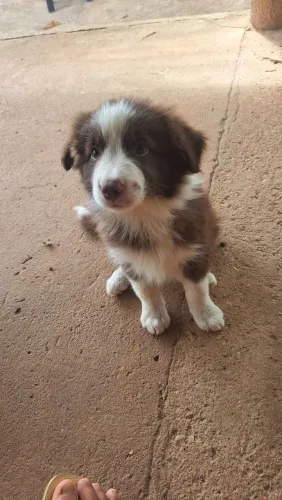 Border colllie 