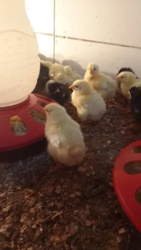 Pintinho Granja ou Carijó puros