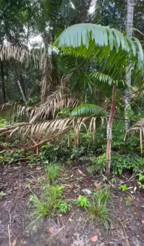 Terreno na comunidade dos sonhos 