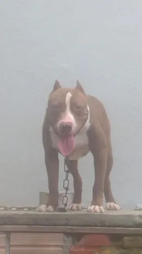 Vendo filhote Pit monste de apenas 5 meses porque vou viajar