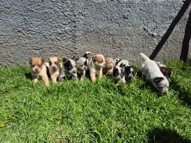 Filhotes De Blue Heeller 