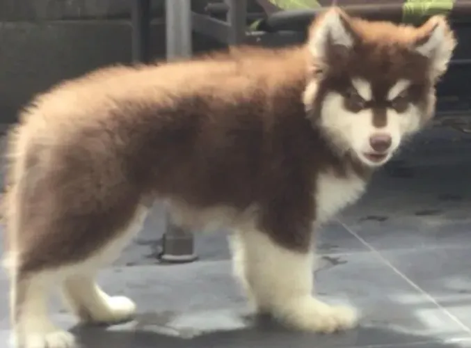 Husky siberiano olhos marcantes
