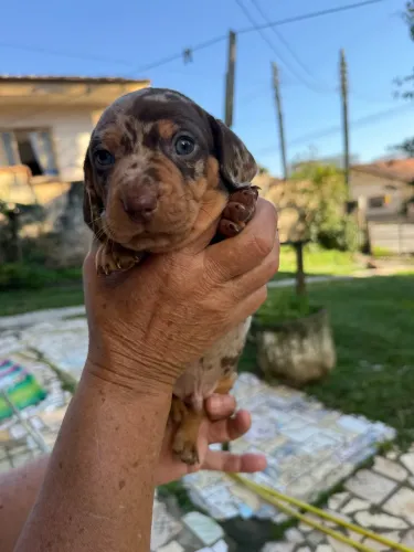Filhotes de Salsichinha (Dashund)