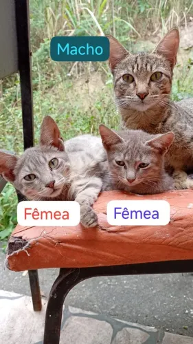 ADOÇÃO DE GATINHOS
