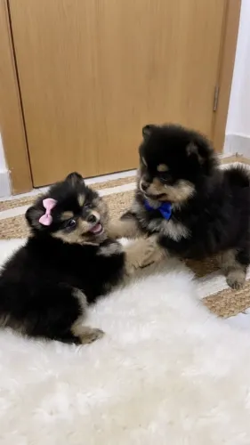 FILHOTES DE LULU DA POMERANIA