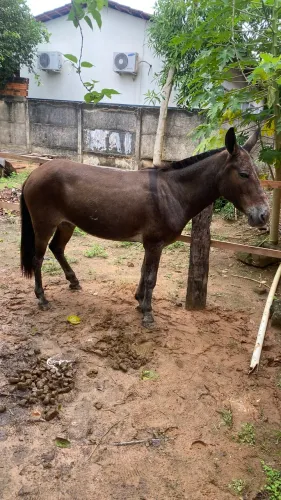 Mula mansa de tudo, não joga pé,boa de rédea, boa pra mexer com lida!