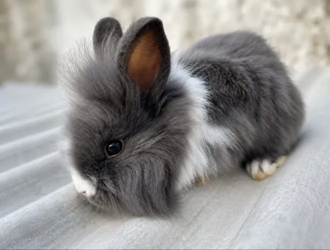 Mini coelho lion